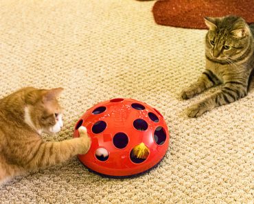 The Top 10 Cat Toys for Indoor and Outdoor Pets