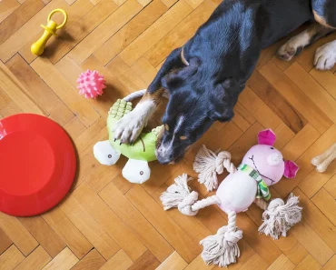 The Best Dog Toys for Every Type of Dog