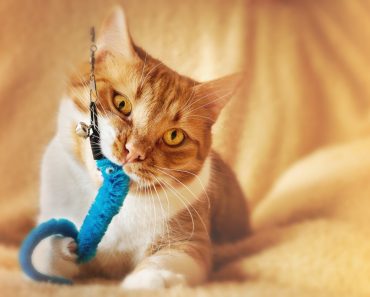 Cat Toys: What to Look for